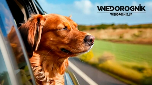 Подорож з собакою на машині: все, що потрібно знати для безпечної та комфортної поїздки